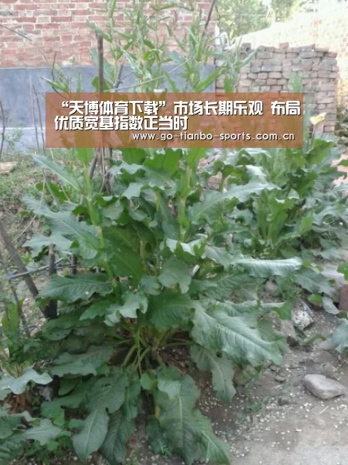 天博体育手机版